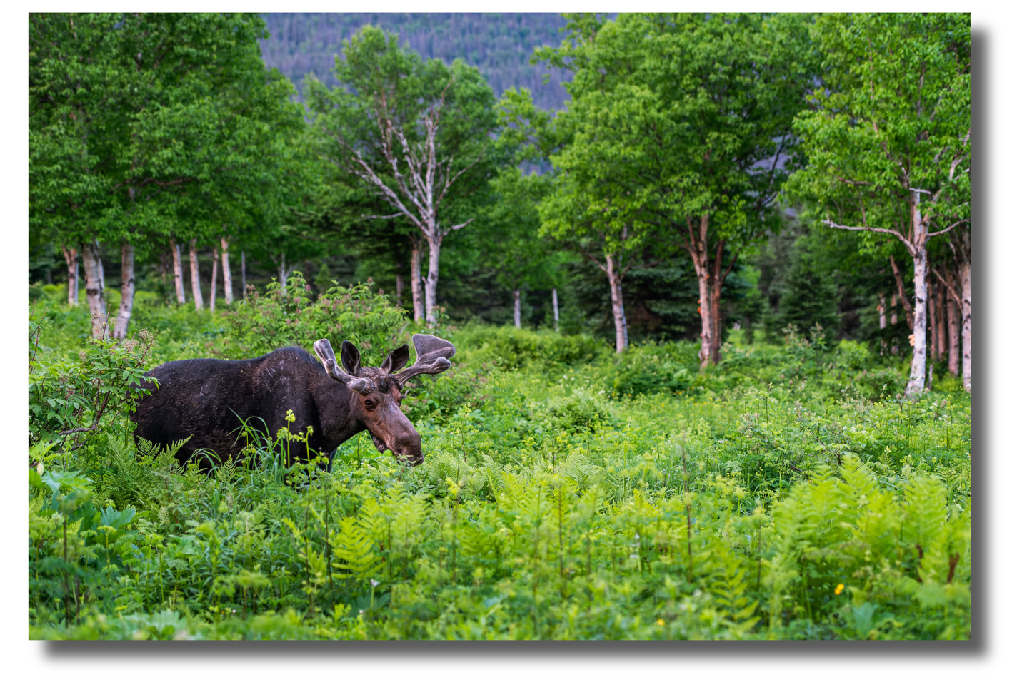 Prince de la verdure
