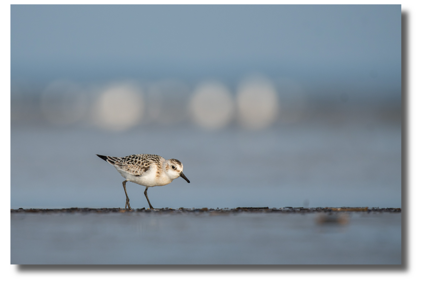 La marche du bécasseau