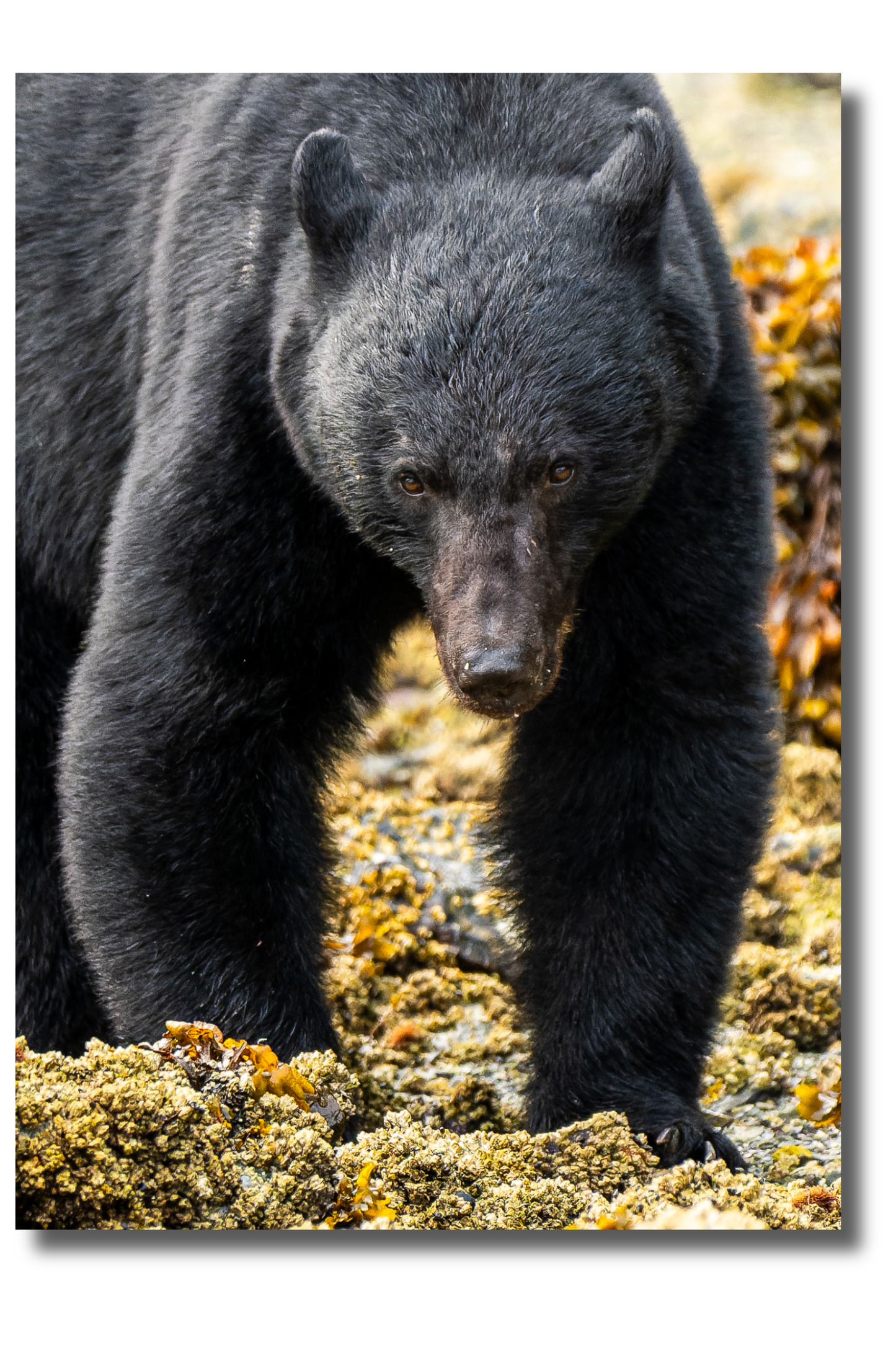Coast bear 2