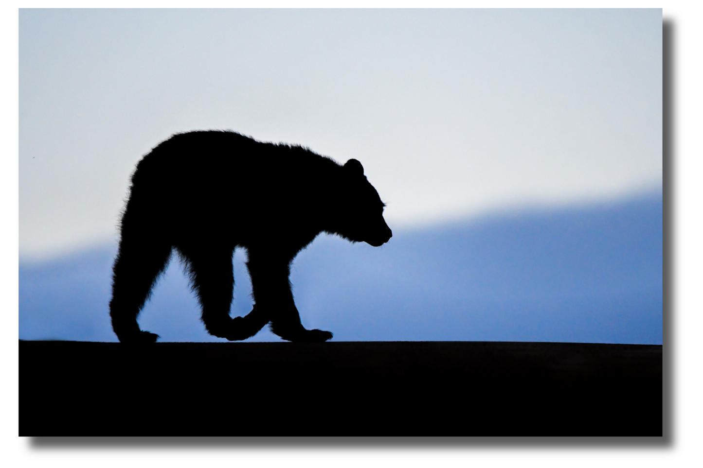 Le passage de l'ours