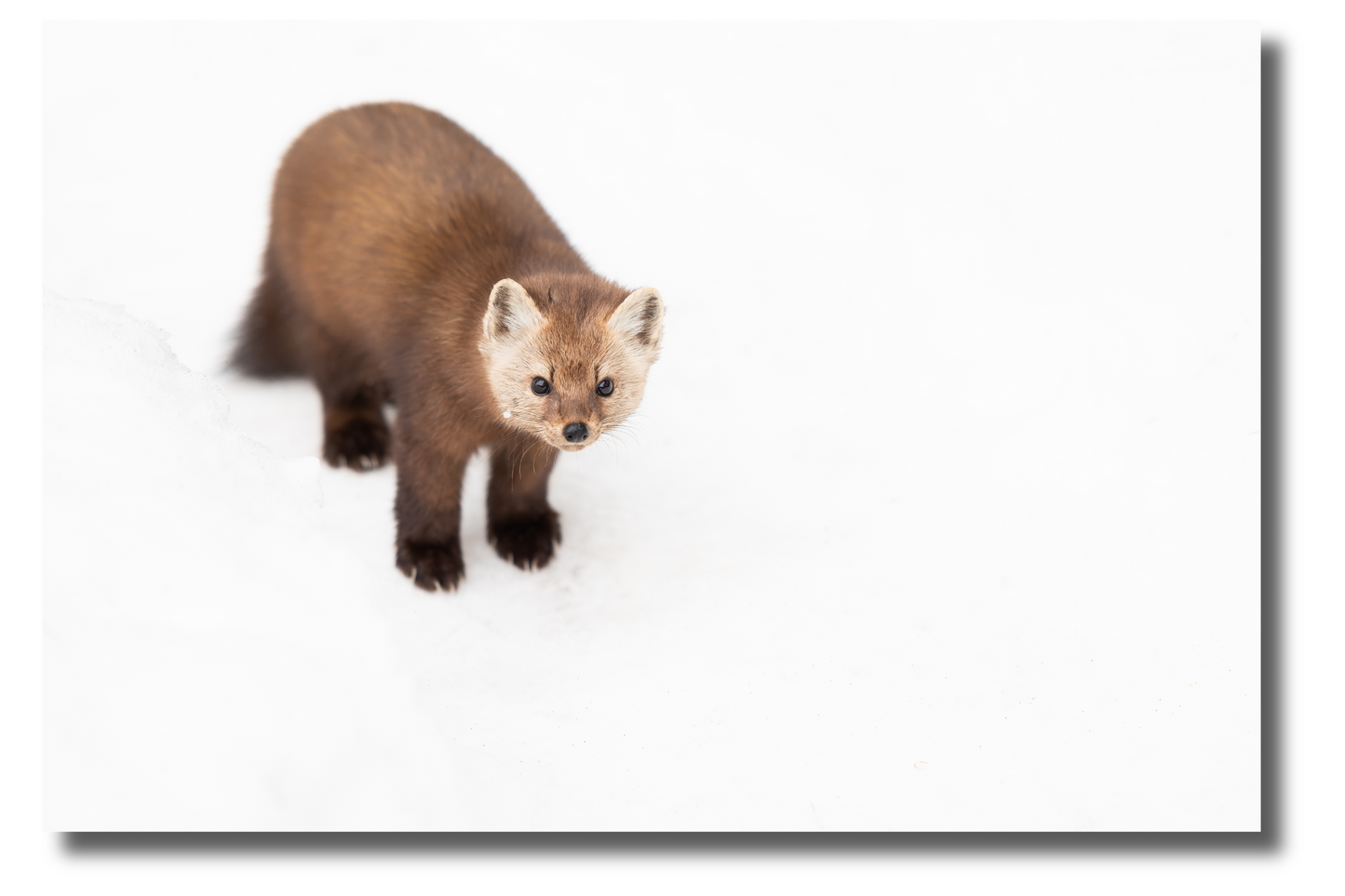 Curiosité des neiges