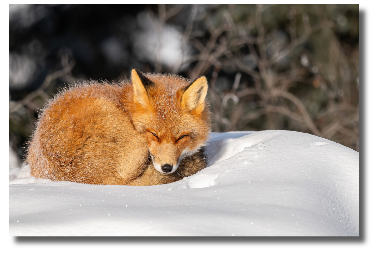 La sieste du renard