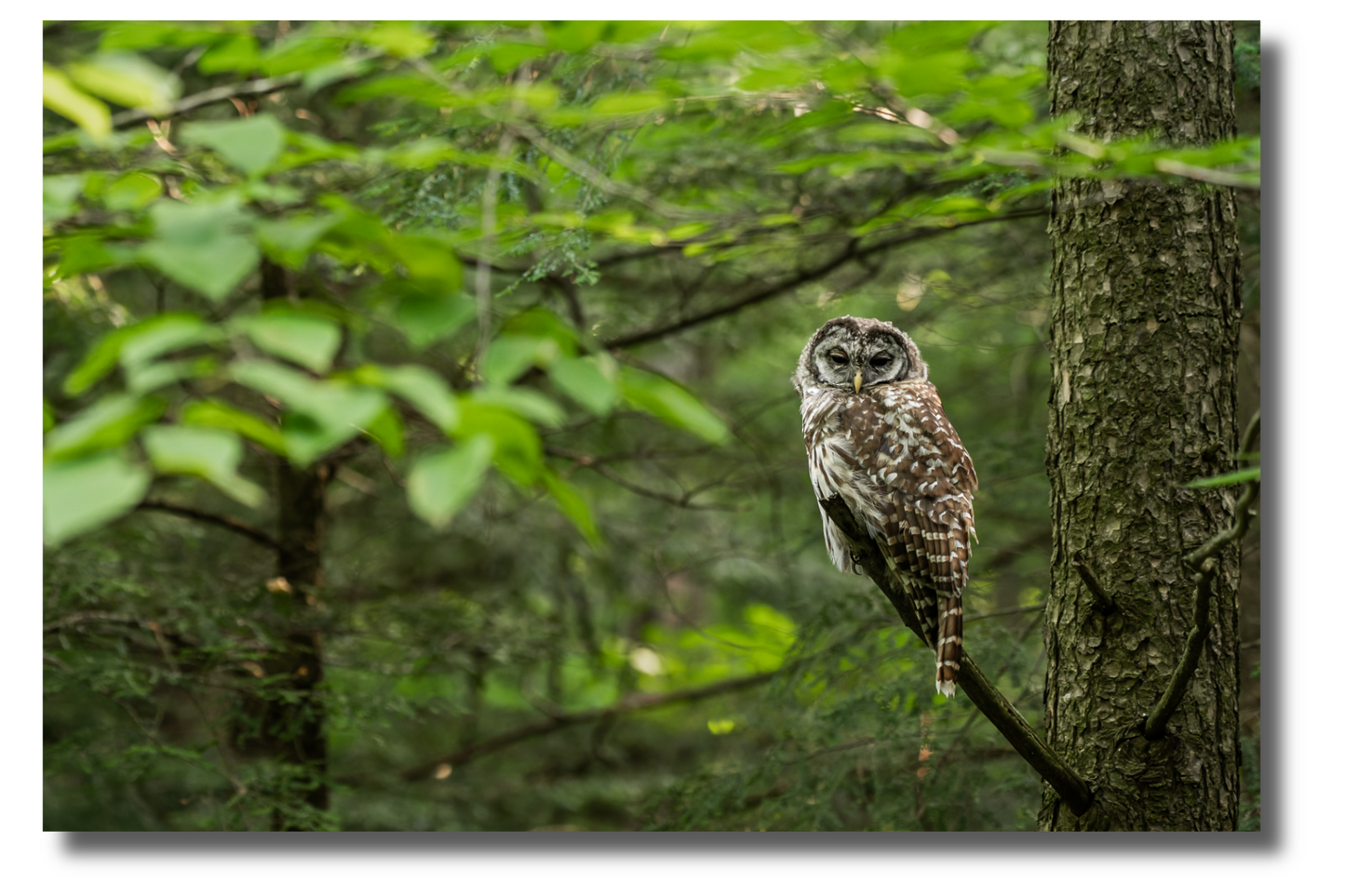 Le fantôme de la forêt