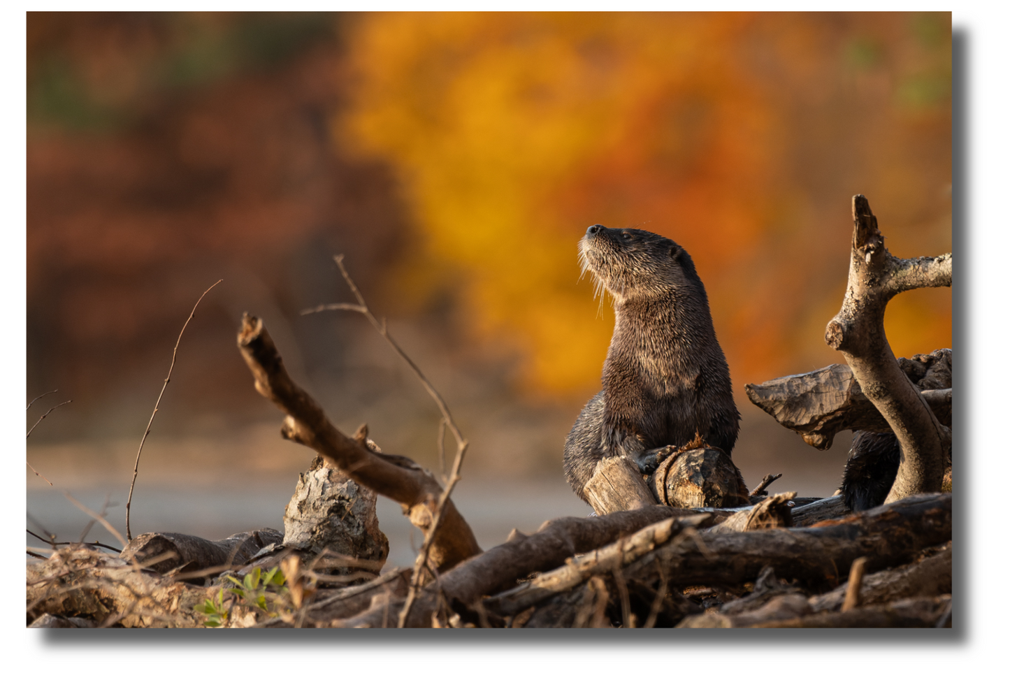 Autumn Otter