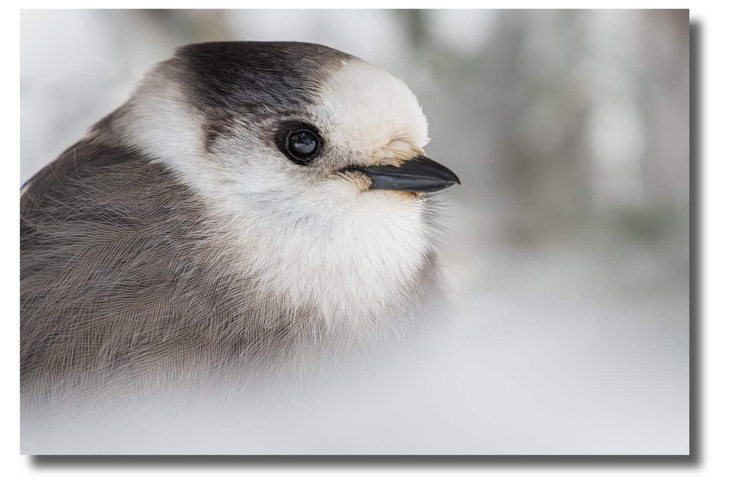 Portrait of a blue jay