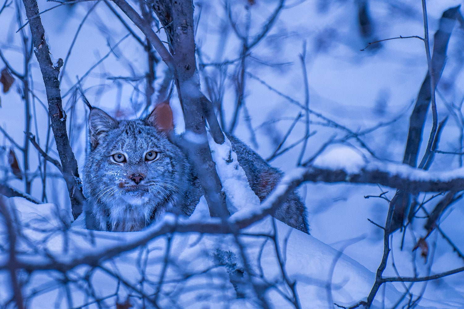 Collection Nord du Québec