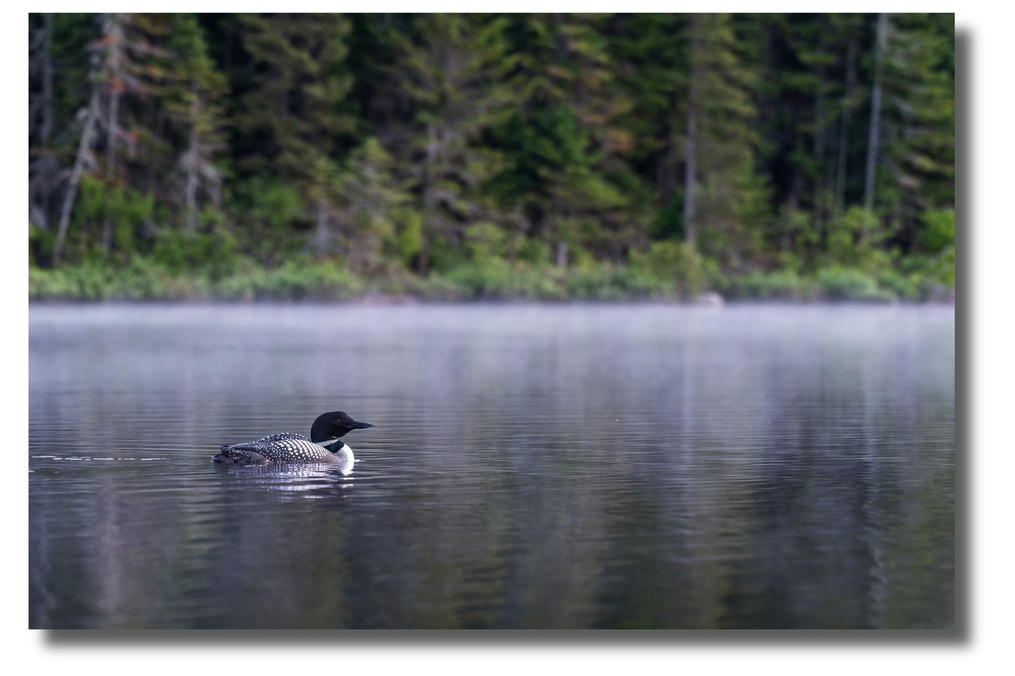 Loon at dawn