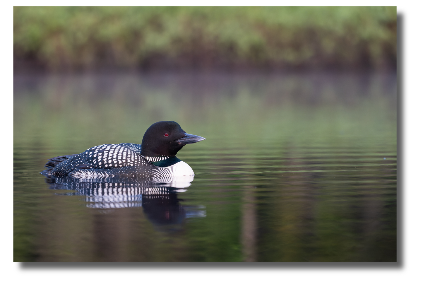 Loon at dawn 2