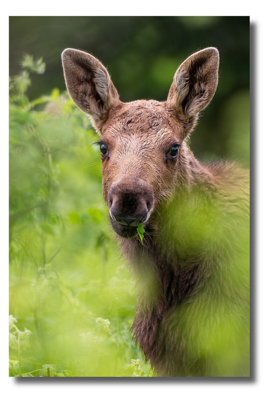Portrait of the baby