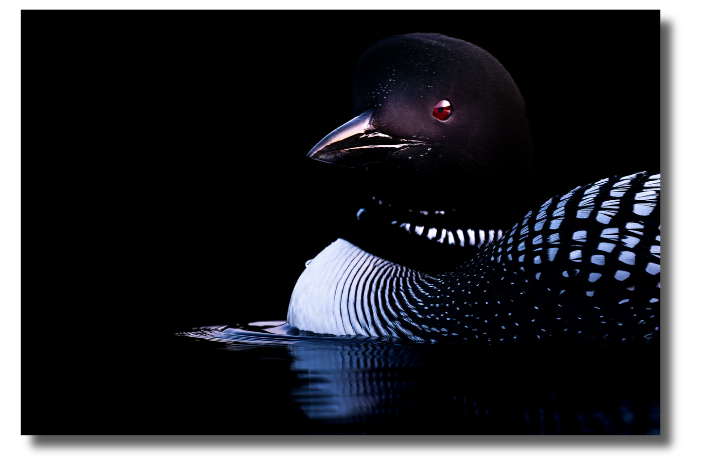 Loon's Glow
