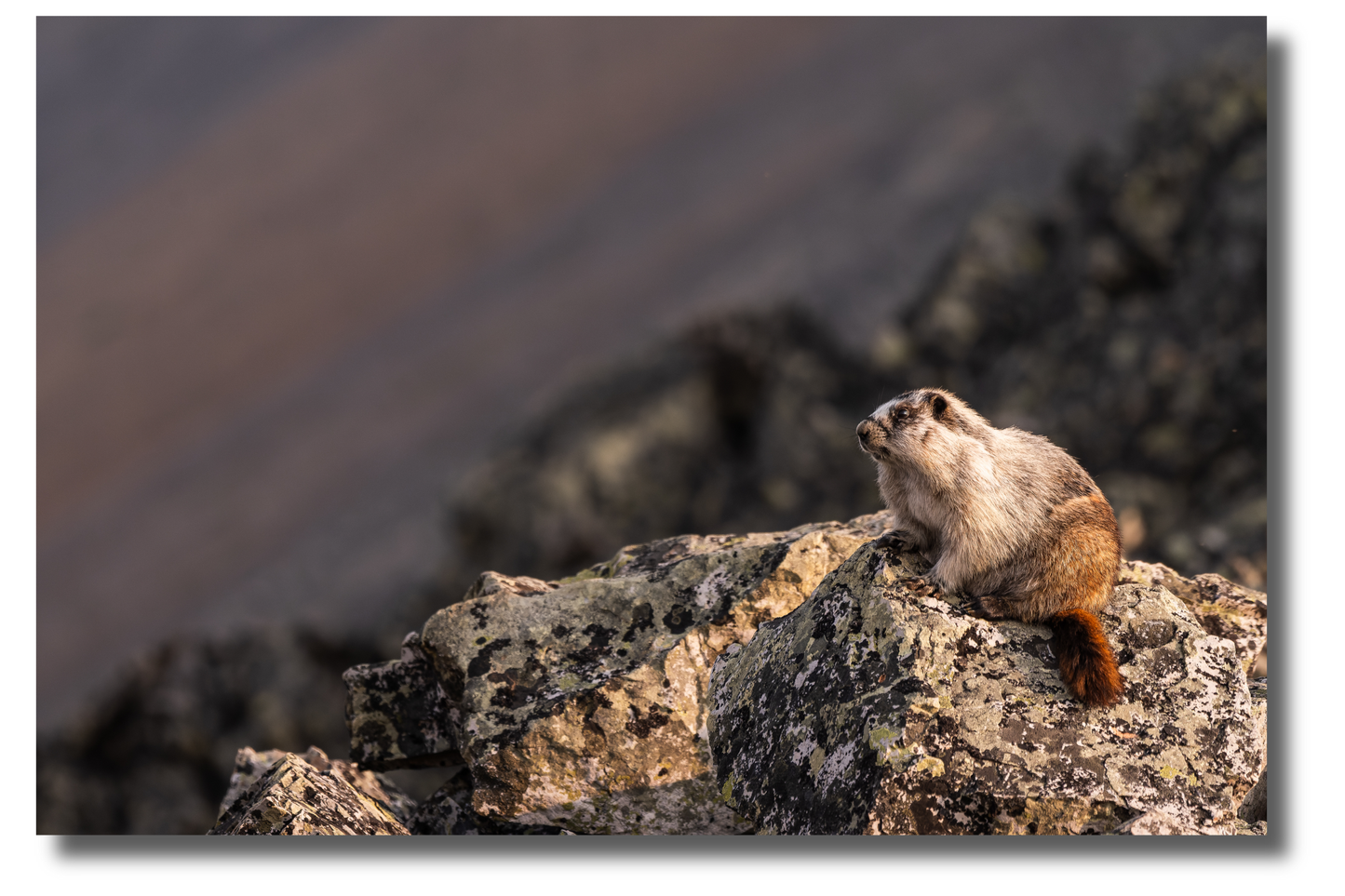 Mountain marmot
