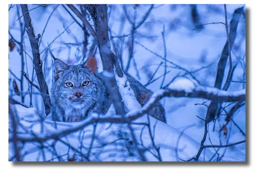 Heure bleue avec le lynx