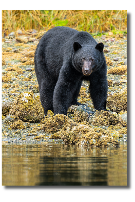 Rib bear