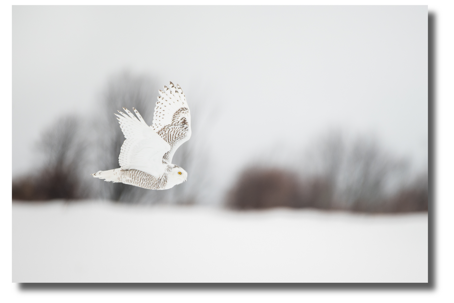 Snowy owl in flight