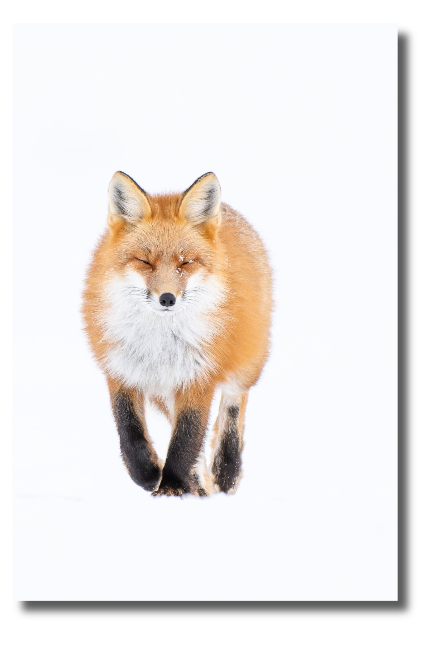 Renard d'hiver